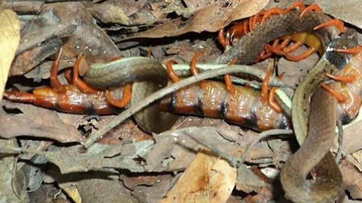 Los ciempiés gigantes atacan y comen serpientes mientras ponen huevos