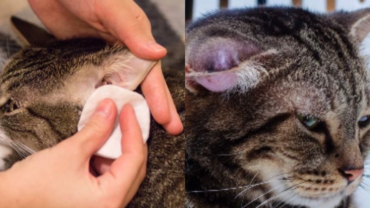 Hematomas On Cats’ Ears Causes Symptoms And Treatment