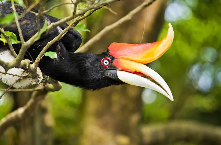 Move Over Bald Eagle: Meet 12 Of The World’s Coolest National Birds